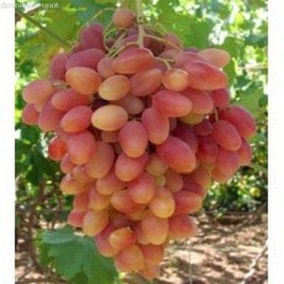 Виноград Преображение Виноград Преображение фото