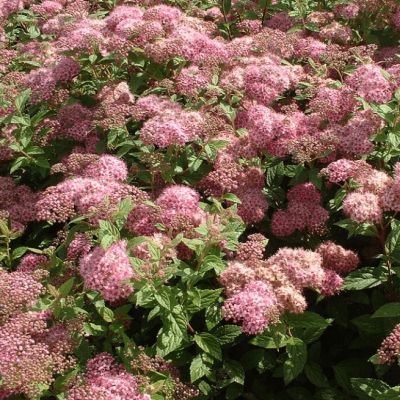 Спирея японская Манон Спирея японская Манон фото