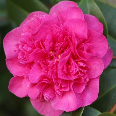 Камелия Дебби фото