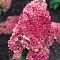 Гортензия метельчатая Стробери Блоссом, С3 Гортензия метельчатая Стробери Блоссом, С3 - Dolina-Sad.Ru