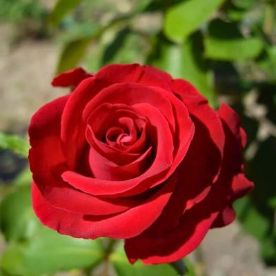 Роза Магнум - Dolina-Sad.Ru