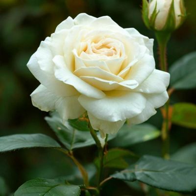 Роза Белый Медведь (аромат) - Dolina-Sad.Ru