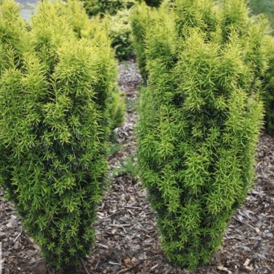 Тис средний Стефания - Dolina-Sad.Ru