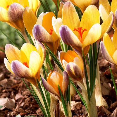 Крокус Адванс за рубль Крокус Адванс за рубль фото