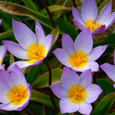 Тюльпан Саксатилис фото