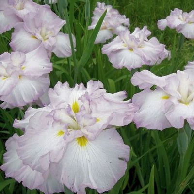 Ирис Леди ин Вейтин - Dolina-Sad.Ru