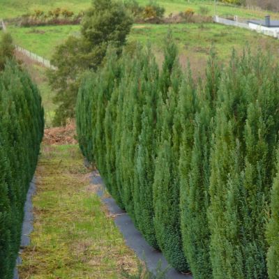 Можжевельник обыкновенный Сентинел - Dolina-Sad.Ru