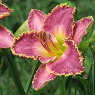 Лилейник Дэвид Кирчхоф Лилейник Дэвид Кирчхоф фото