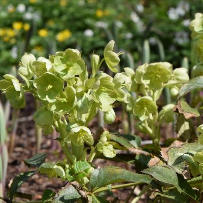 Морозник падуболистный - Dolina-Sad.Ru