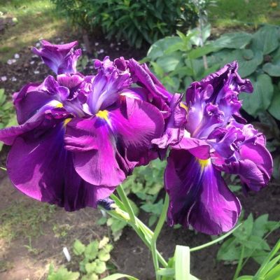 Ирис японский Руби Кинг - Dolina-Sad.Ru