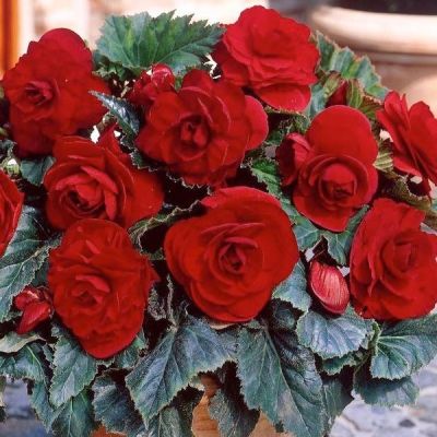 Бегония Дабл Дарк Ред Бегония Дабл Дарк Ред - Dolina-Sad.Ru