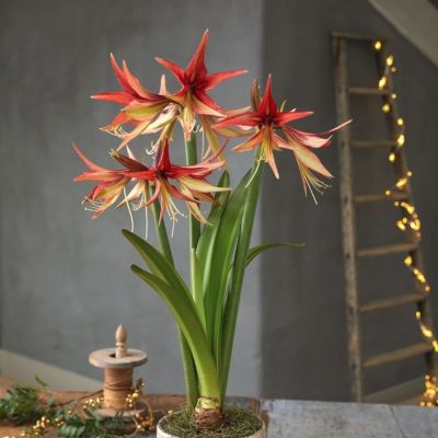 Амариллис Суматра - Dolina-Sad.Ru