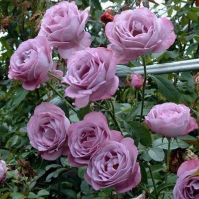 Роза Клайминг Си-Си Роза Клайминг Си-Си - Dolina-Sad.Ru