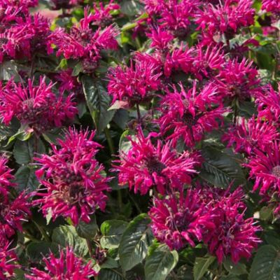 Монарда Би Тру , x Монарда Би Тру , x фото