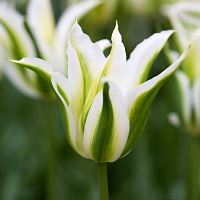 Тюльпан Грин Стар Тюльпан Грин Стар фото