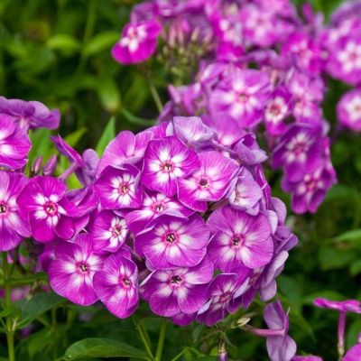 Флокс метельчатый Лаура Флокс метельчатый Лаура фото