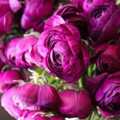 Ранункулюс Перпл Ранункулюс Перпл фото