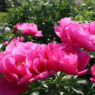 Пион Лондон Пион Лондон - Dolina-Sad.Ru