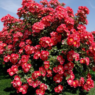 Микс парковых роз (1+1=3) фото