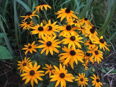 Рудбекия блестящая Голдштурм Рудбекия блестящая Голдштурм фото