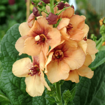 Вербаскум Хоней Дижон , С1,5 Вербаскум Хоней Дижон , С1,5 фото