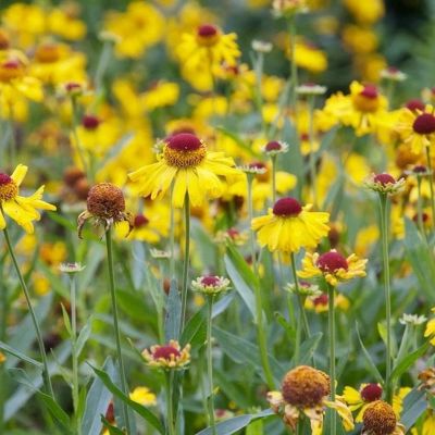 Гелениум Везерголд Гелениум Везерголд - Dolina-Sad.Ru