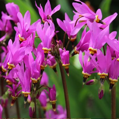 Додекатеон Мида Афродита - Dolina-Sad.Ru