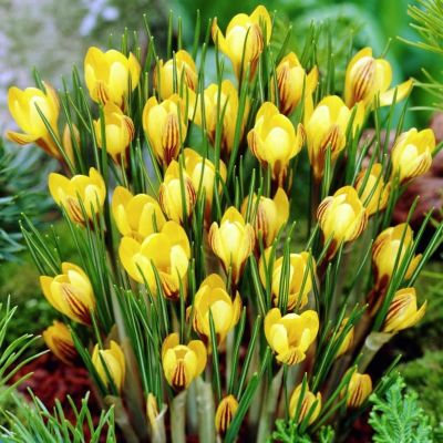 Крокус Фускотинктус Крокус Фускотинктус фото