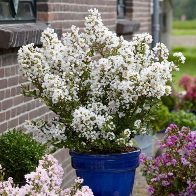 Лагерстремия индийская Вирджин Лагерстремия индийская Вирджин - Dolina-Sad.Ru