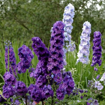 Дельфиниум крупноцветковый Баттерфляй микс Дельфиниум крупноцветковый Баттерфляй микс фото