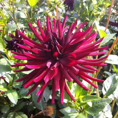 Георгина Нут д'Ете Георгина Нут д'Ете фото