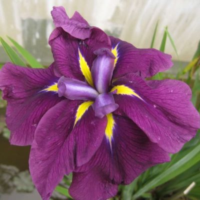 ИрисЭнсата Сенсейшанс ИрисЭнсата Сенсейшанс фото