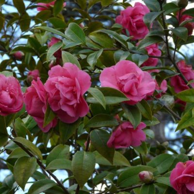 Камелия Дебби фото