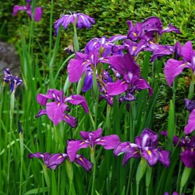 Ирис японский Руби Кинг - Dolina-Sad.Ru