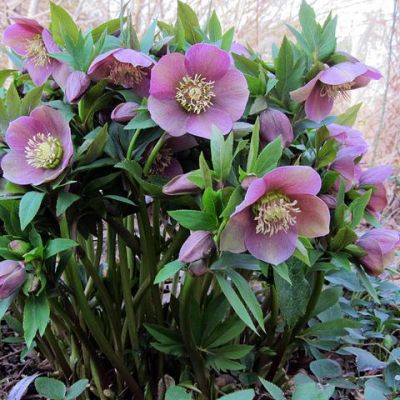 Морозник Ориенталис фото