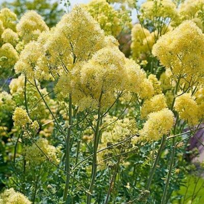 Василистник желтый сизый - Dolina-Sad.Ru