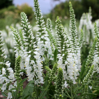 Вероника Вайт фото