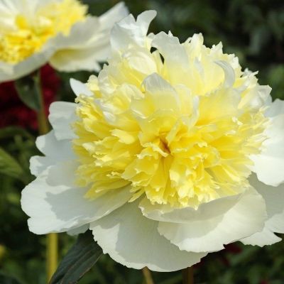 Пион Хани Голд - Dolina-Sad.Ru