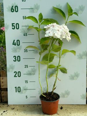 гортензия крупнолистная Мадам Эмиль Мулье фото