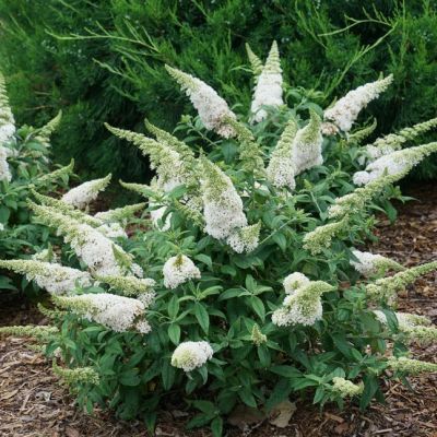 Буддлея Давида Уайт Профьюжн Буддлея Давида Уайт Профьюжн фото