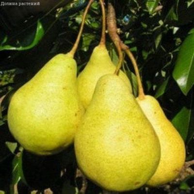 Груша Вилия/Осенняя фото