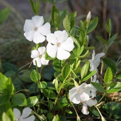 Витекс малый Вайт Поуэр Витекс малый Вайт Поуэр - Dolina-Sad.Ru