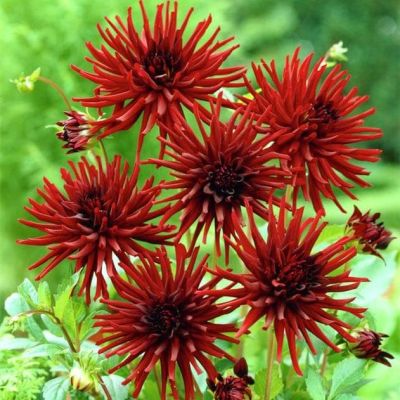 Георгина Нут д'Ете Георгина Нут д'Ете фото