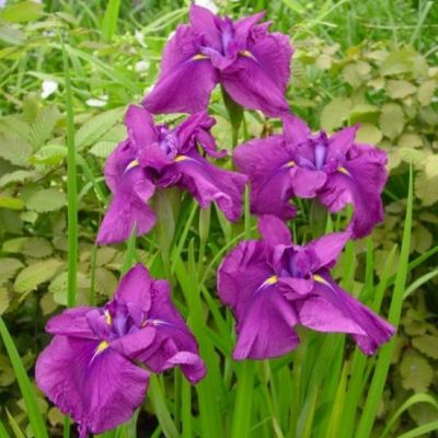 Ирис японский Руби Кинг - Dolina-Sad.Ru