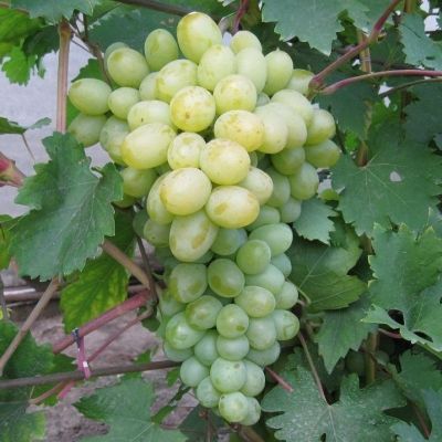 Виноград Богатяновский Виноград Богатяновский - Dolina-Sad.Ru