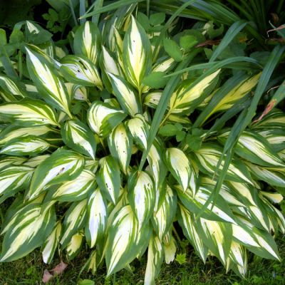 Хоста гибридная Грин Берри Хоста гибридная Грин Берри фото