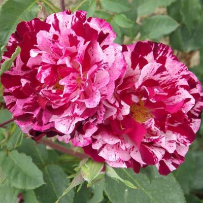 Роза Нью Имэджин Роза Нью Имэджин - Dolina-Sad.Ru