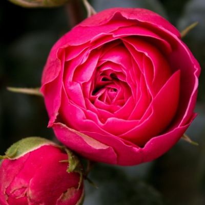 Роза Мэджик Рококо Роза Мэджик Рококо - Dolina-Sad.Ru