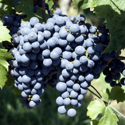 Виноград Памяти Домбковской (бессемянный) Виноград Памяти Домбковской (бессемянный) фото