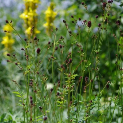 Кровохлебка лекарственная Лум - Dolina-Sad.Ru